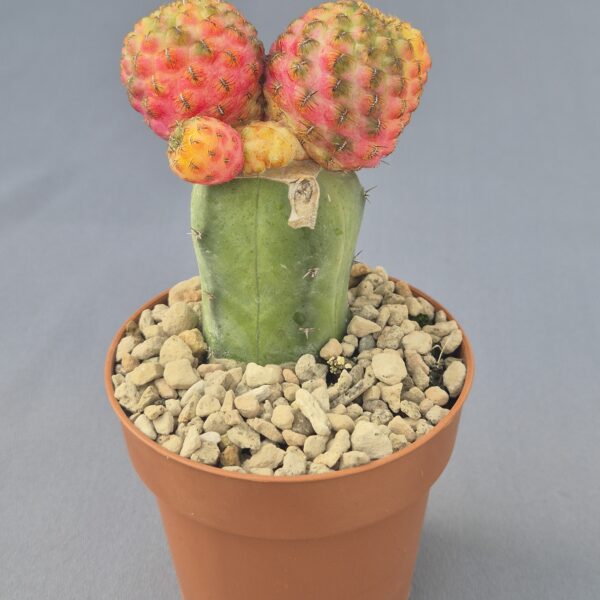 Sulcorebutia rauschii f. variegata