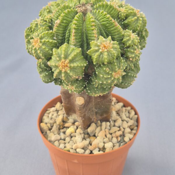 Aztekium ritteri injertado