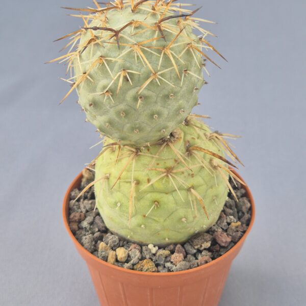 Tephrocactus geometricus v. spinosior