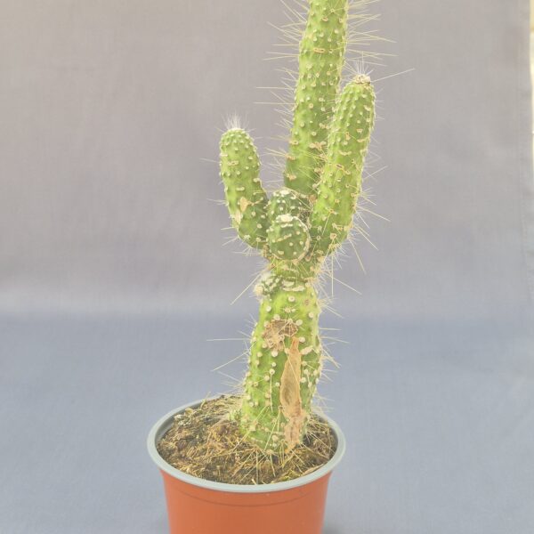 Cleistocactus jujuyensis f. monstruosa