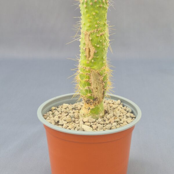 Cleistocactus jujuyensis f. monstruosa