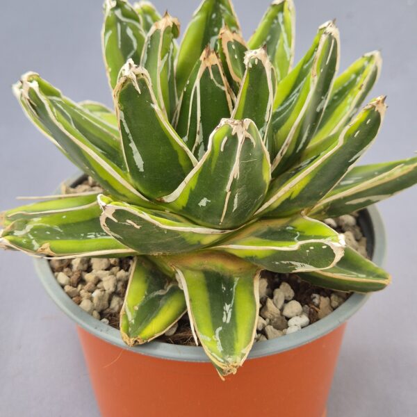 Agave victoriae reginae cv. Kizan