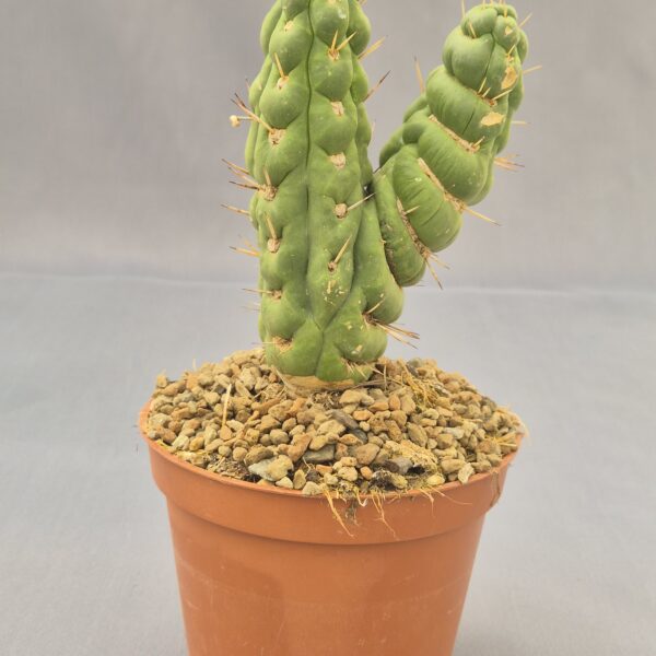 Eulychnia castanea cv. varispiralis f. mostruosa