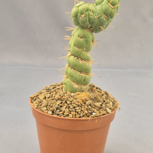 Eulychnia castanea cv. varispiralis f. mostruosa