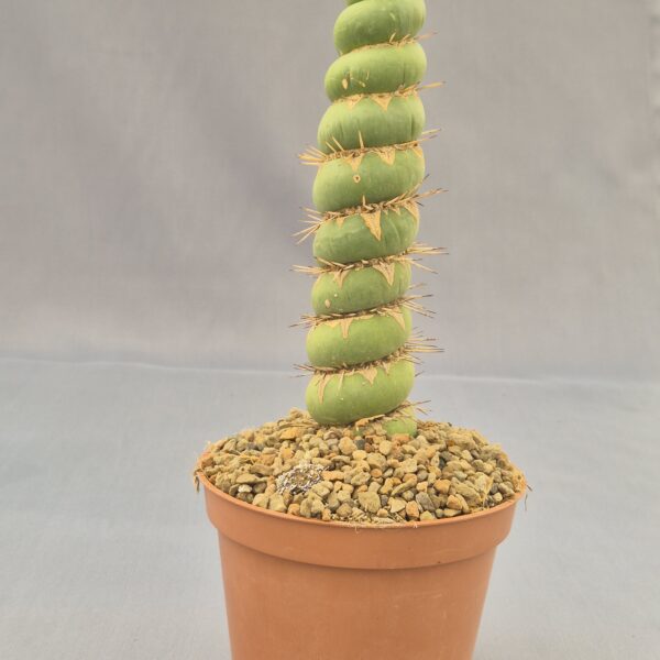 Eulychnia castanea var. spiralis