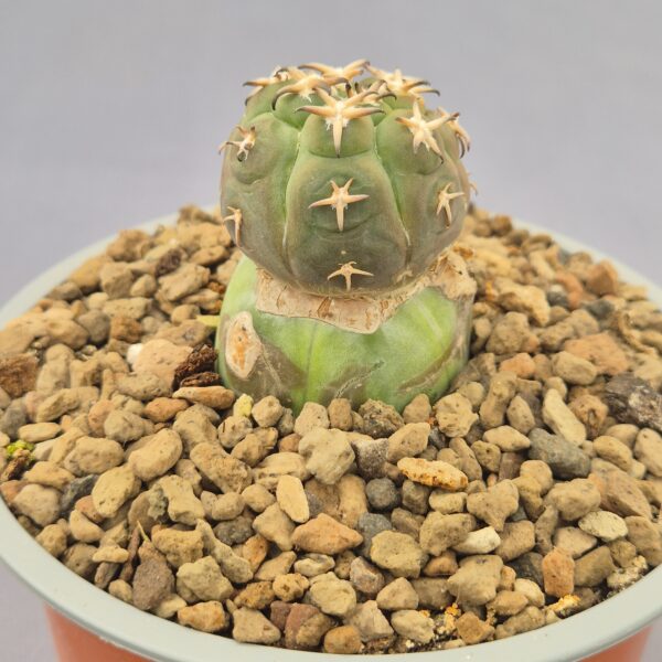 Gymnocalycium spegazzinii var. unguispinum injertado