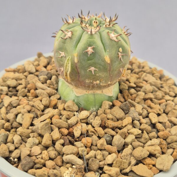 Gymnocalycium spegazzinii var. unguispinum injertado