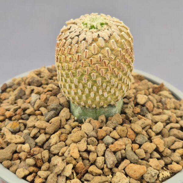 Mammillaria pectinifera