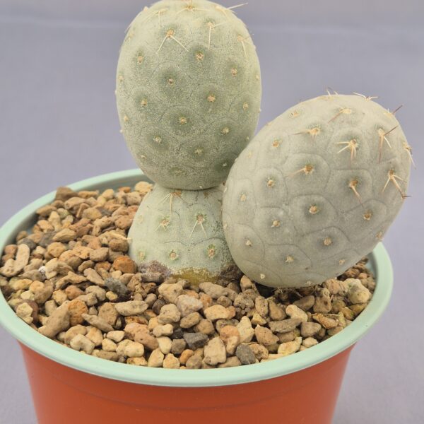 Tephrocactus geometricus