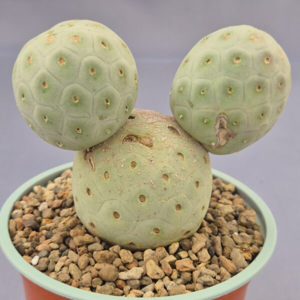 Tephrocactus geometricus