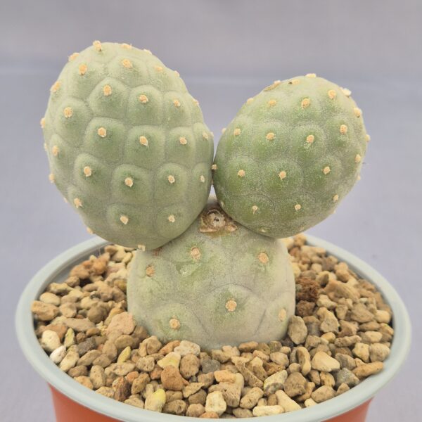 Tephrocactus geometricus