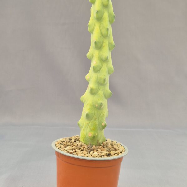 Myrtillocactus geometrizans Fukurokuryuzinboku “