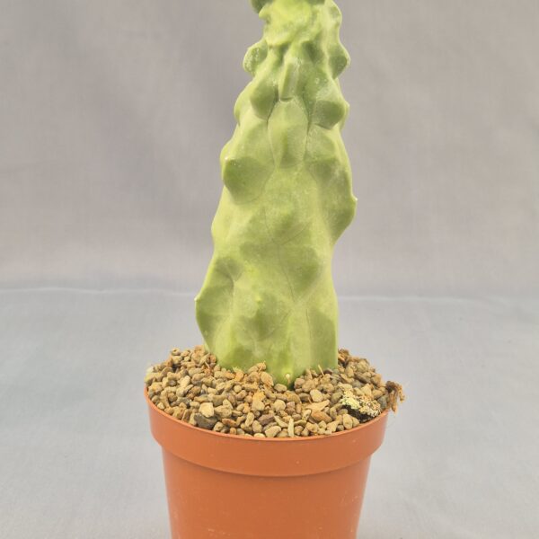 Lophocereus schotii f. monstruoso