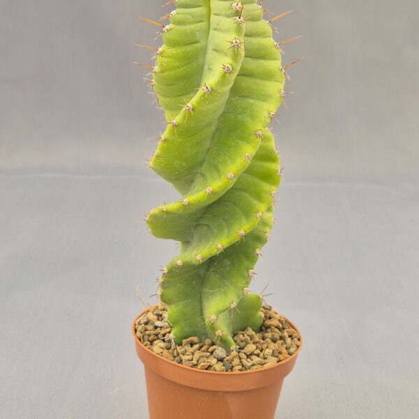 Cereus spiralis