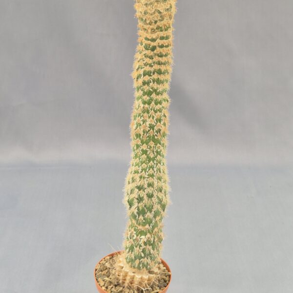 Trichocereus spachianus monstruoso