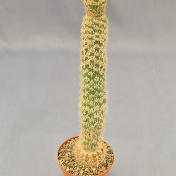 Trichocereus spachianus monstruoso