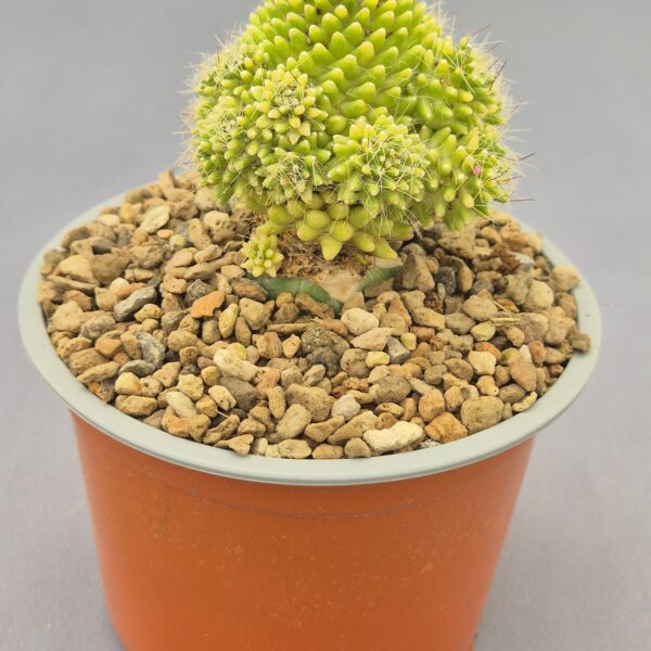 Mammillaria painterii variegata injertada