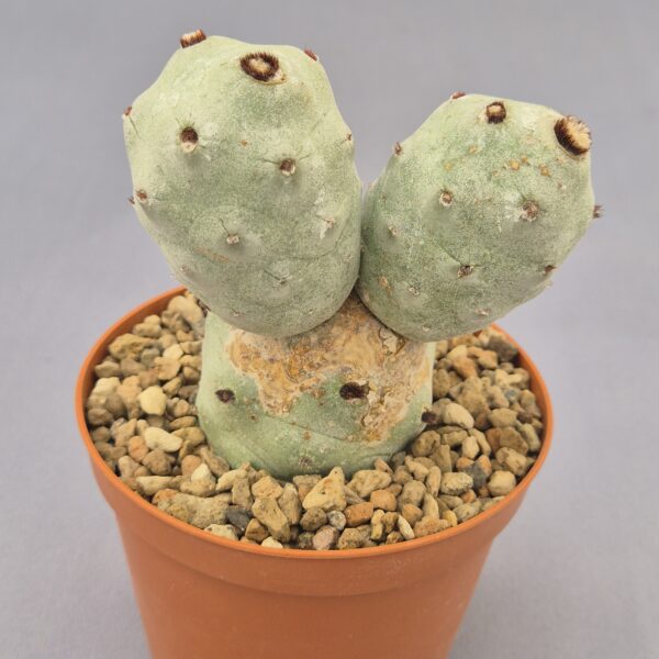 Tephrocactus articulatus var. calvus