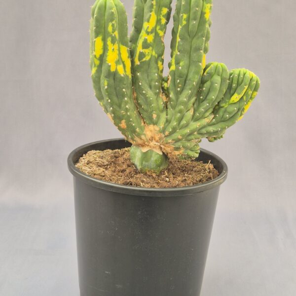 Myrtillocactus geometrizans cristata variegata injertado