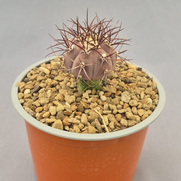Gymnocalycium cabreraense injertado