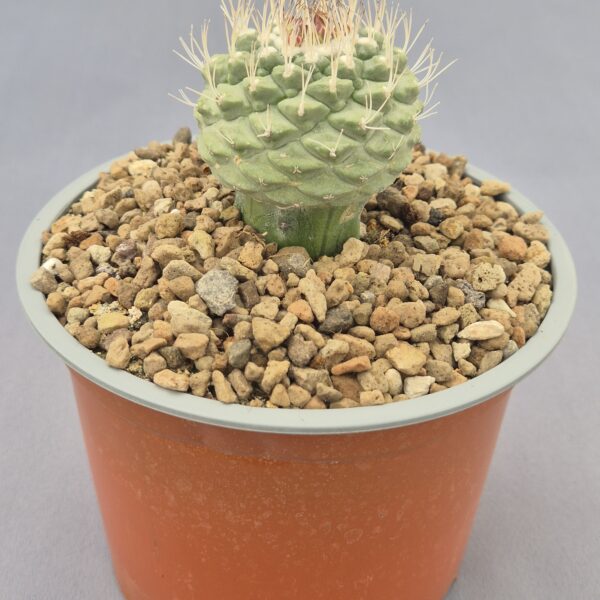 Strombocactus disciformis injertado