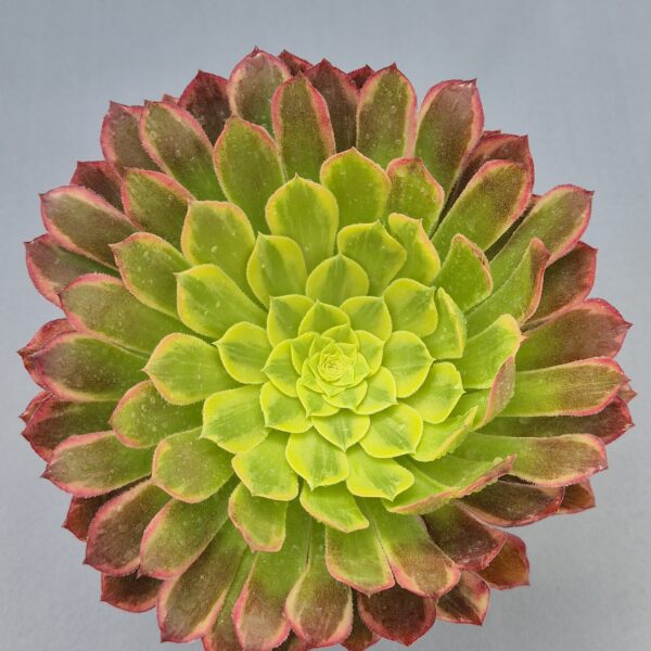 Aeonium sunrise