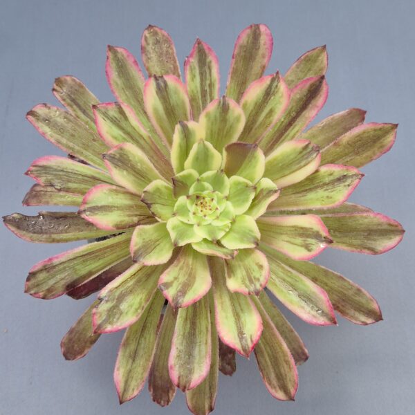 Aeonium ink painting