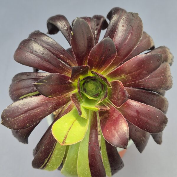 Aeonium big bang