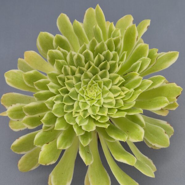 Aeonium tabuliforme variegata