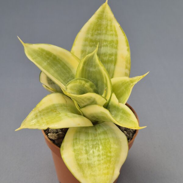 Sansevieria hahnii golden trifasciata