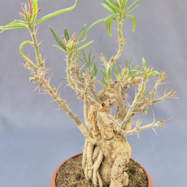 Pachypodium bispinosum