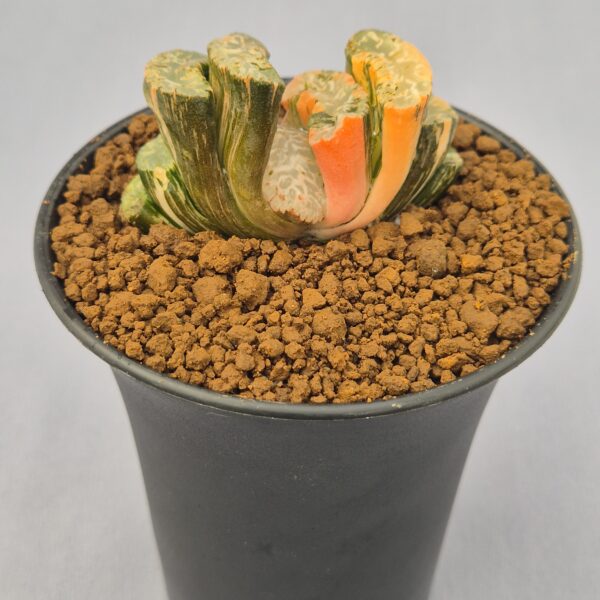 Haworthia truncata f. variegata 002