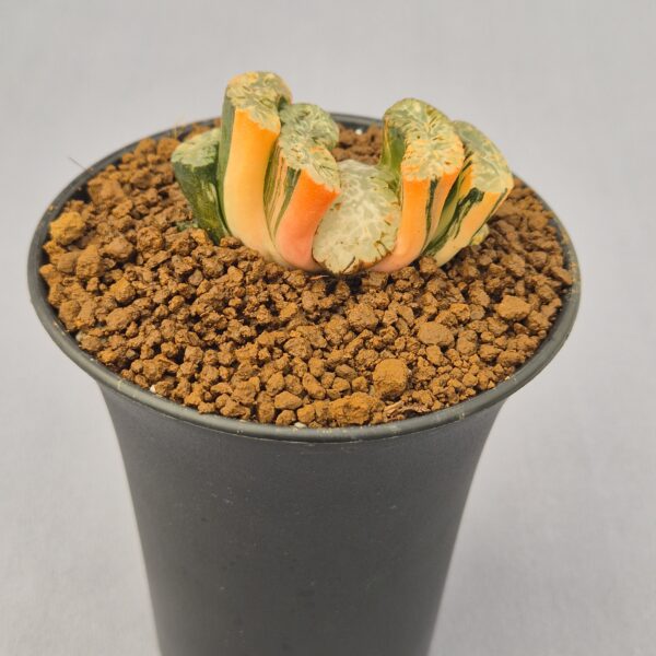 Haworthia truncata f. variegata 003