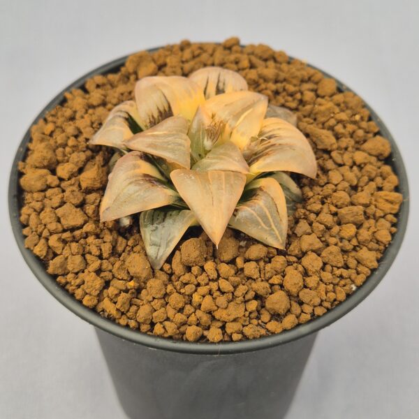 Haworthia atrofusca f. variegata 002