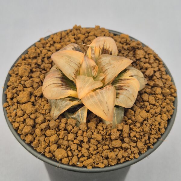 Haworthia atrofusca f. variegata 003