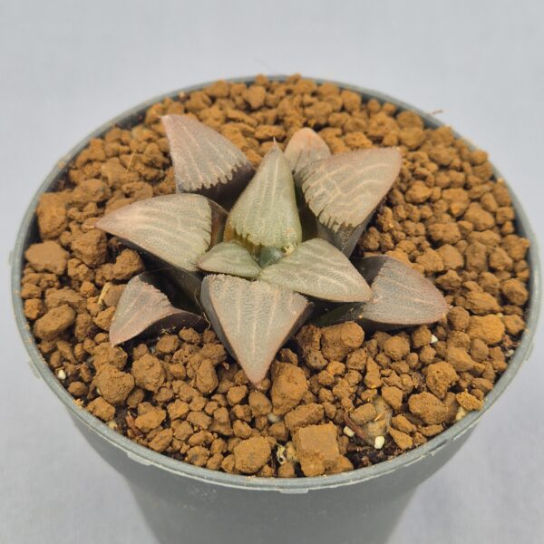 Haworthia correcta