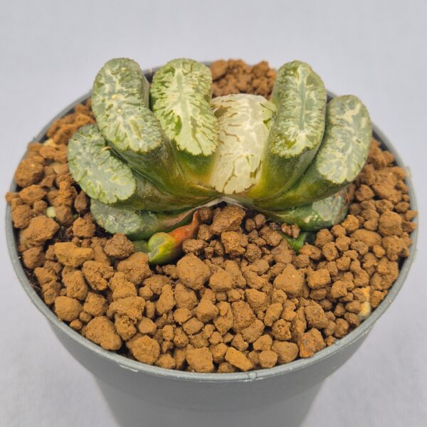 Haworthia truncata