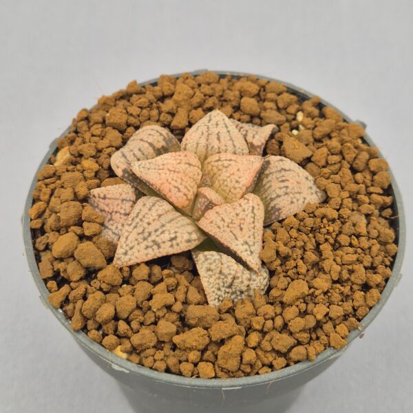 Haworthia picta