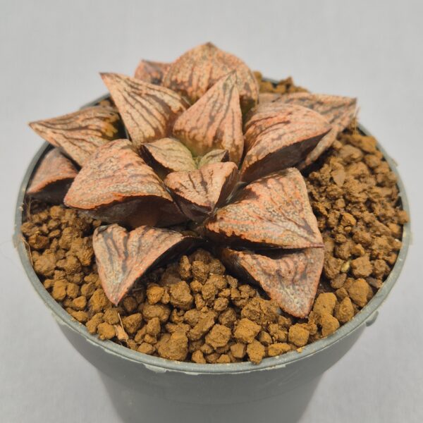 Haworthia picta