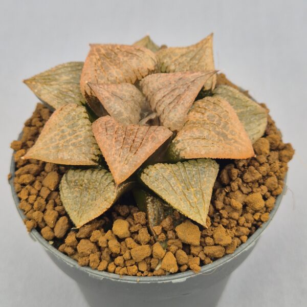 Haworthia splendens