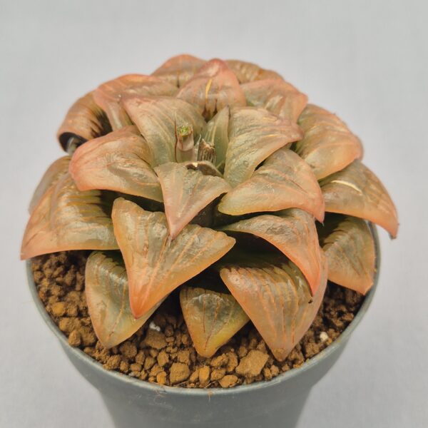 Haworthia atrofusca