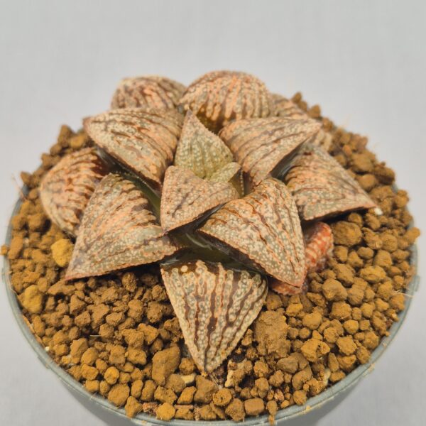 Haworthia picsplendens dark
