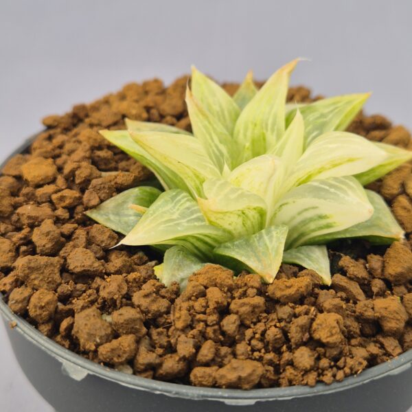 Haworthia sugar rock f. variegata