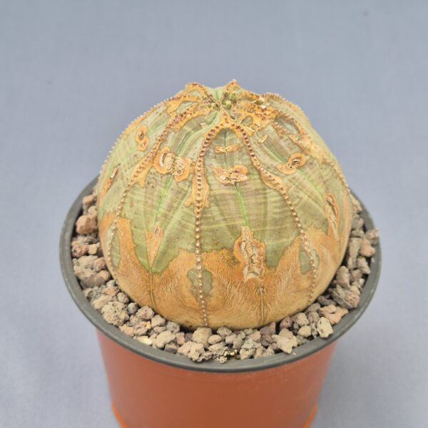 Euphorbia obesa