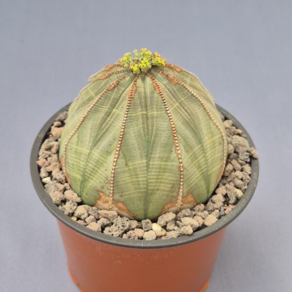 Euphorbia obesa