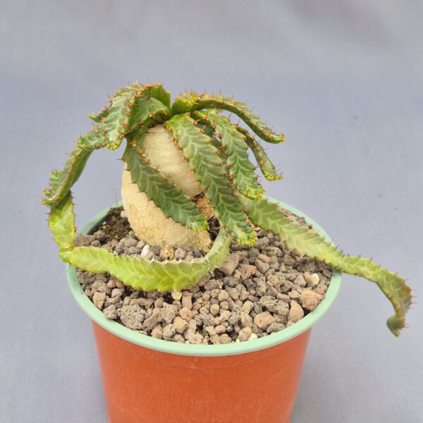 Euphorbia stellata