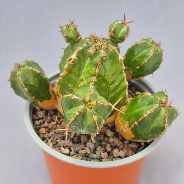 Euphorbia handiensis