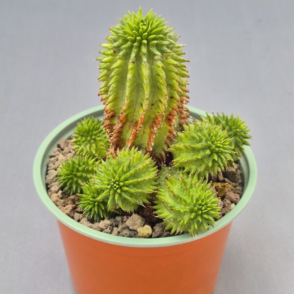 Euphorbia suzannae
