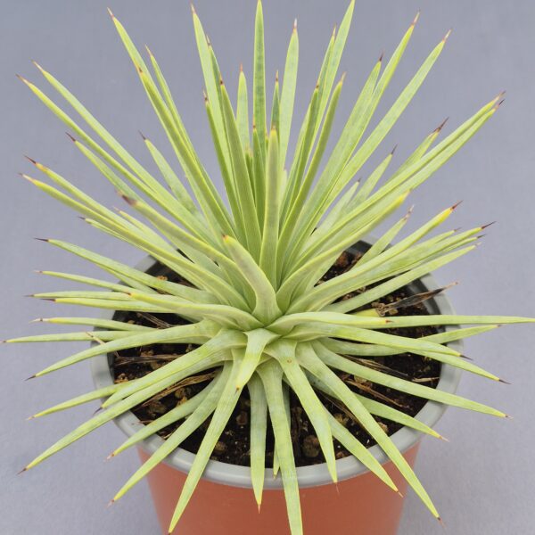 Agave stricta 'Nana'