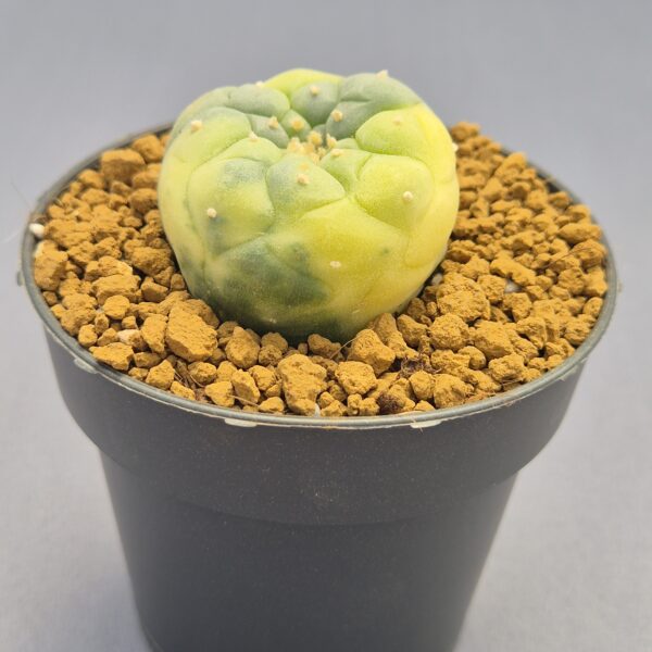 Lophophora fricii f. variegata